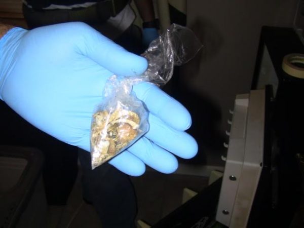 Mushrooms discovered during the search warrant.