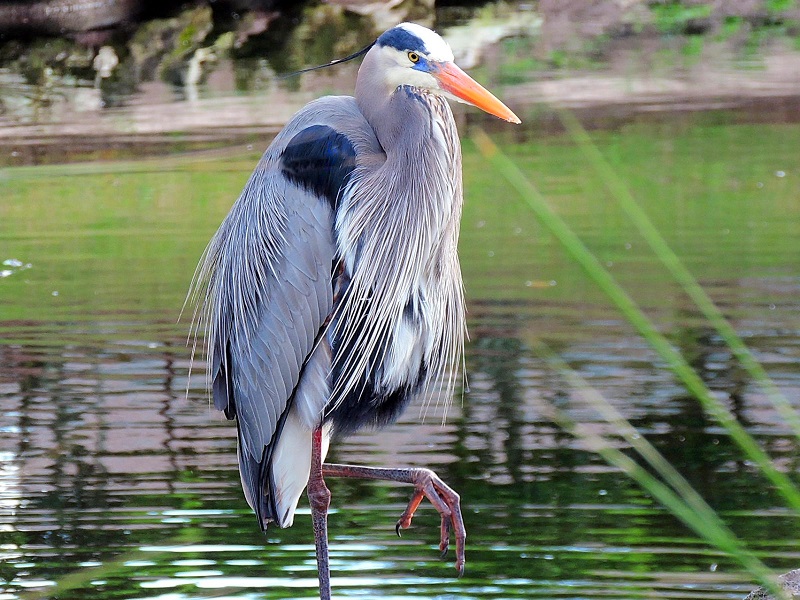 Cranes in The Villages - Villages-News.com