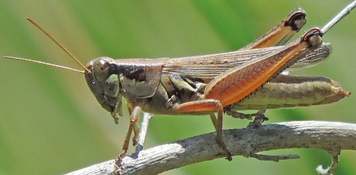 A Grasshopper posing for the camera! - Villages-News.com