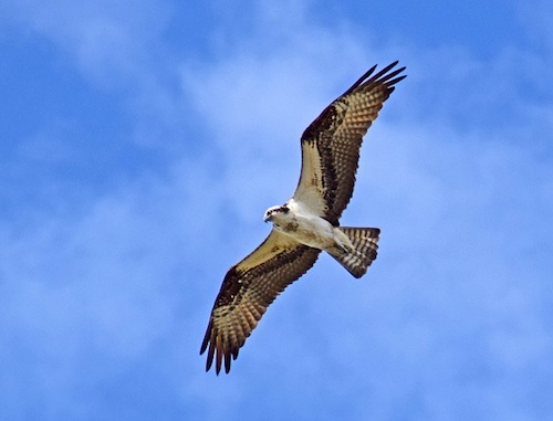 An Osprey gliding through the air in The Villages. - Villages-News.com