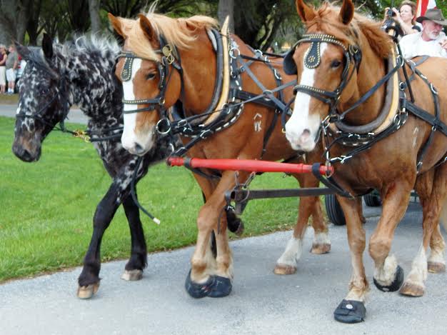 Cross-country caravan of horse drawn wagons arrives at Grand Oaks ...