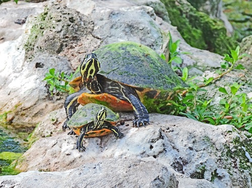 Mommy and baby turtle posing for the camera in The Villages. | Villages ...