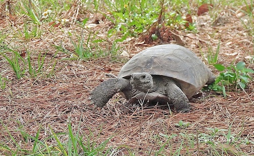 Gopher Tortoise on the run during mating season | Villages-News.com