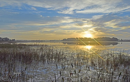 Sunrise at Sharon Rose Wiechens Preserve in The Villages - Villages ...