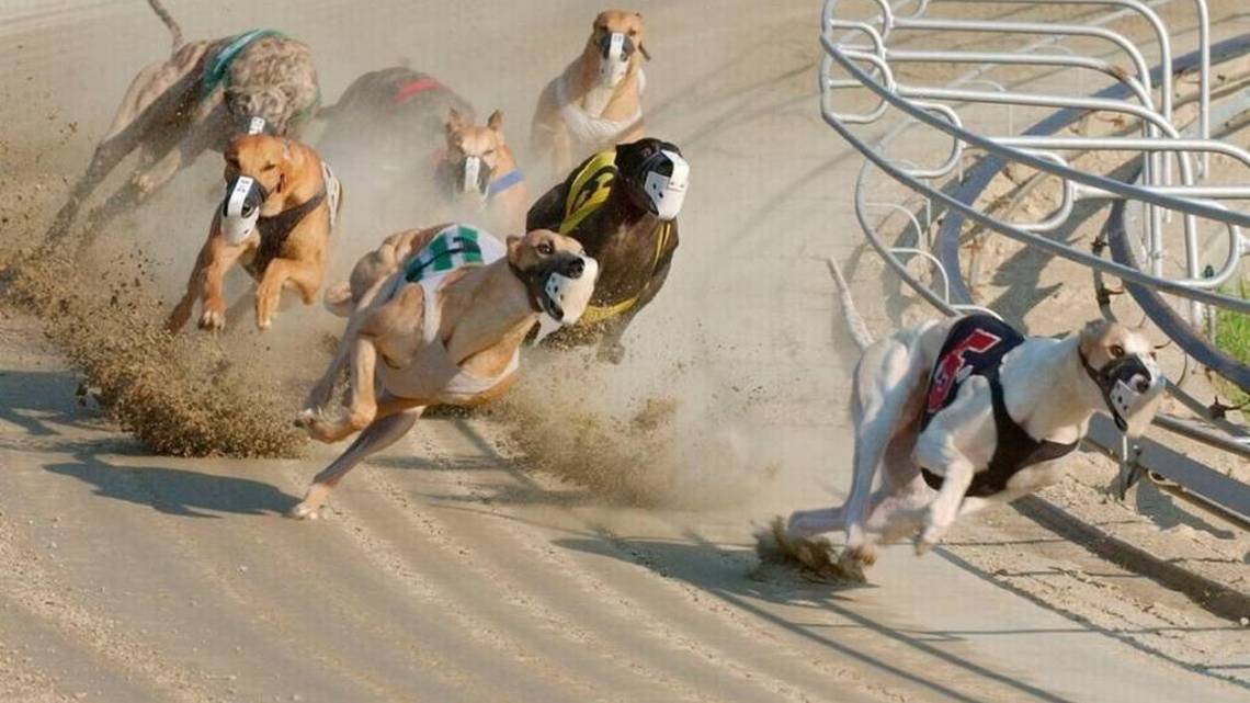 Betting dogs. Собачьи бега Albion Park. Скачки собак. Собачьи бега за механическим зайцем. Гепард на собачьих бегах.