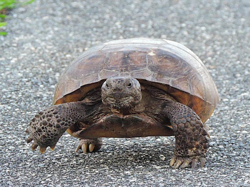 Official worried about turtle population at preserve in The Villages ...