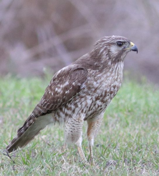 Juvenile Red Shoulder Hawk Spotted in The Villages - Villages-News.com