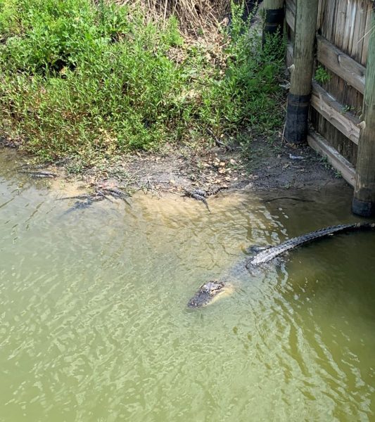 Mama gator spotted protecting her babies in The Villages.