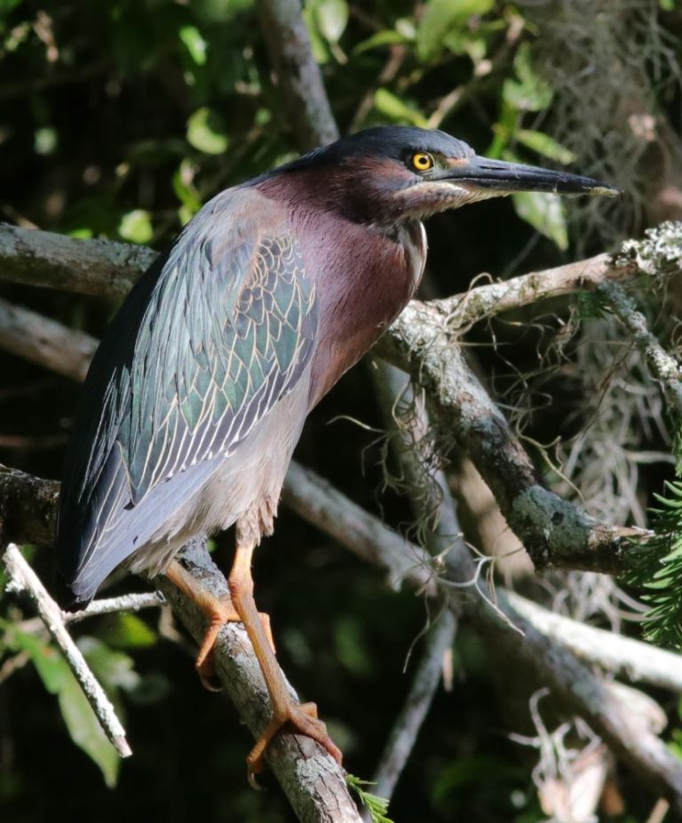 Green Heron Spotted Near The Villages - Villages-News.com