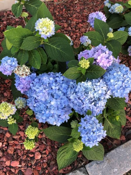 hydrangea blooming