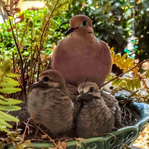 mourning dove babies