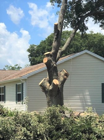 Governor must veto tree removal bill that eliminates local control