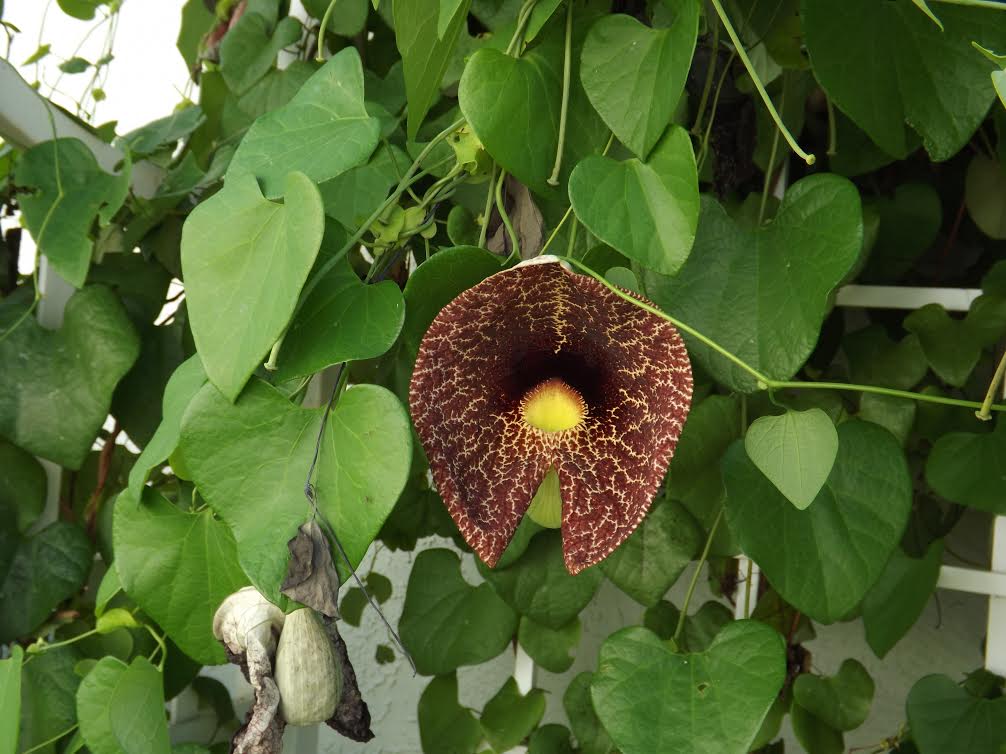 Dutchman's Pipe Vine Growing In The Villages - Villages-News.com