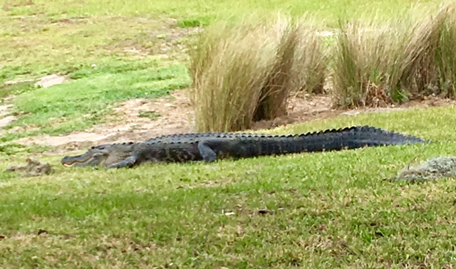 Sunbathing alligator spotted in The Villages - Villages-News.com