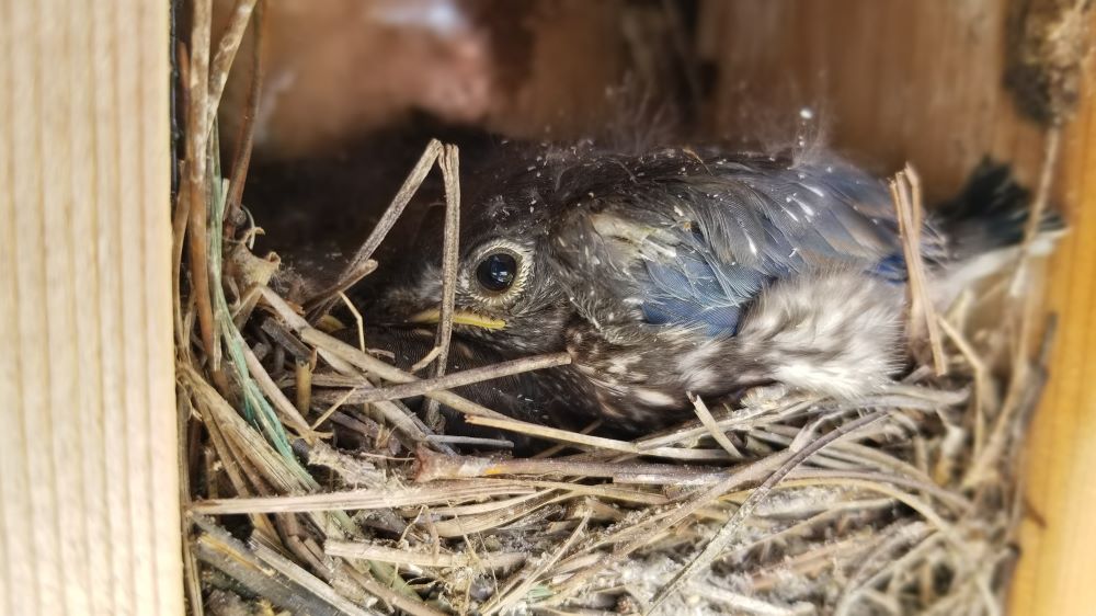 Baby bluebird spotted in the nest - Villages-News.com