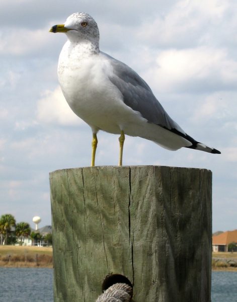 Seagull at Lake Sumter Landing