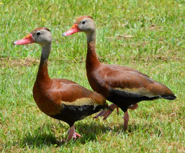 Black-bellied whistling ducks