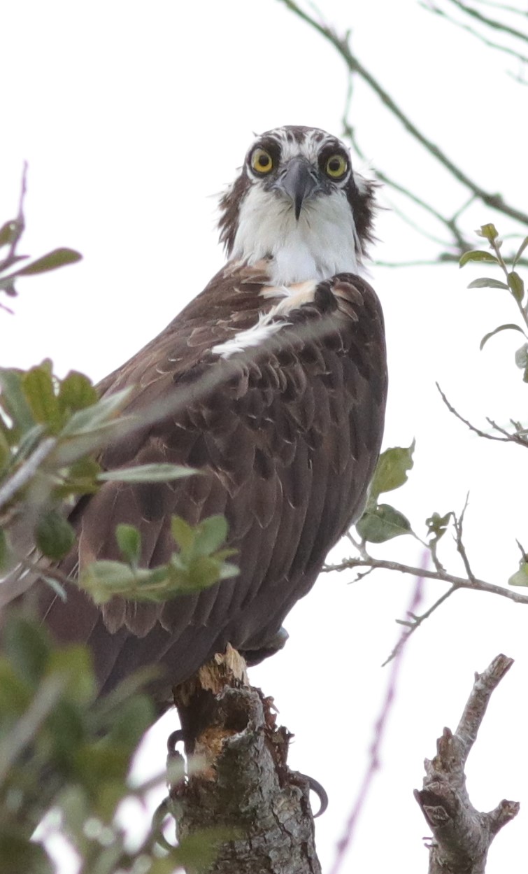 Osprey looks like he was caught by surprise in The Villages - Villages ...