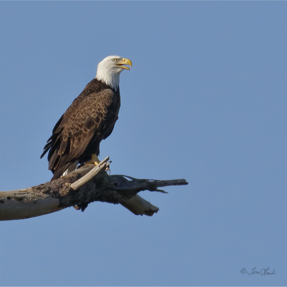 Bald Eagle near Pine Ridge nest - Villages-News.com