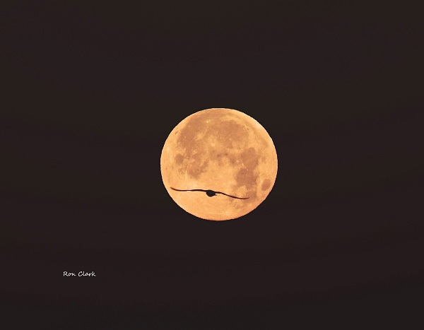 Bird flies past the full moon - Villages-News.com