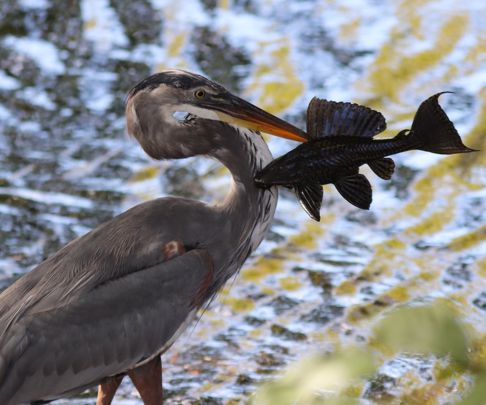 Great blue heron carrying fish at Fenney Nature Trail