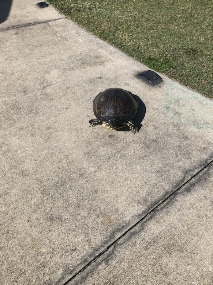 Friendly turtle at Evans Prairie Golf Course - Villages-News.com