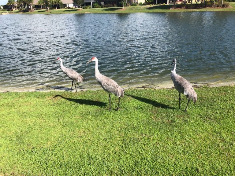 Sandhill cranes out for a stroll on Sweetgum Golf Course Villages