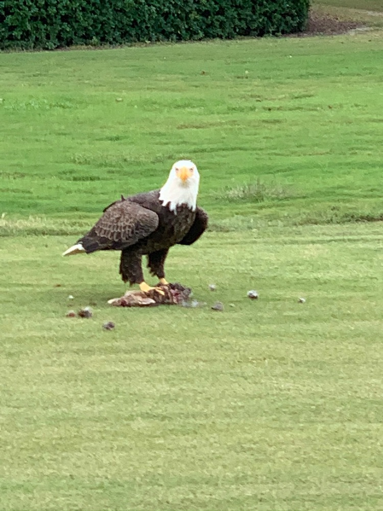 HOME  Eagle Bird Golf