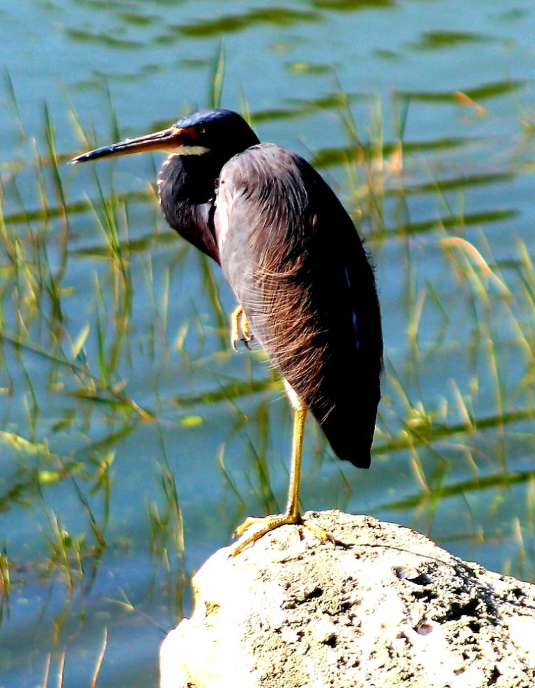 Tri-colored Heron at Cane Garden Country Club