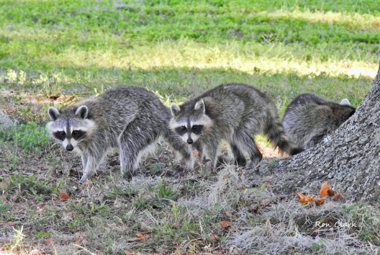 Baby Raccoons With Mom At Cane Garden Country Club