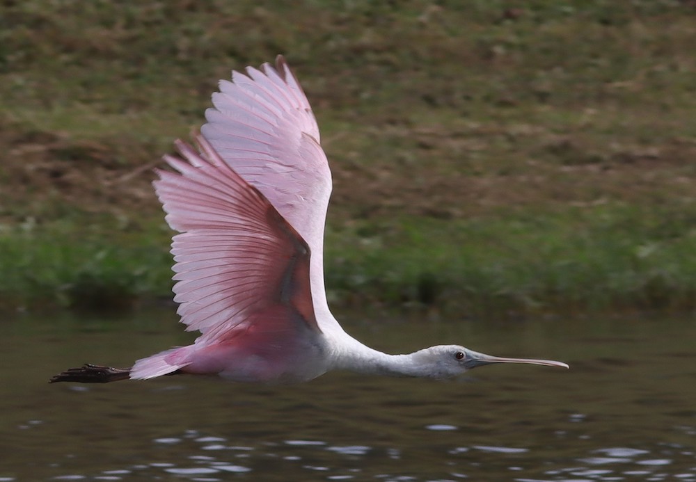 Roseate Spoonbill Over East Torch Lake