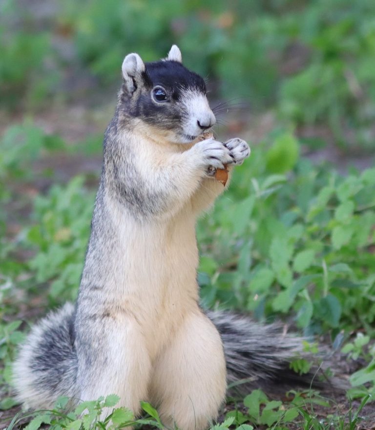 Sherman's Fox Squirrel On Hogeye Preserve Pathway