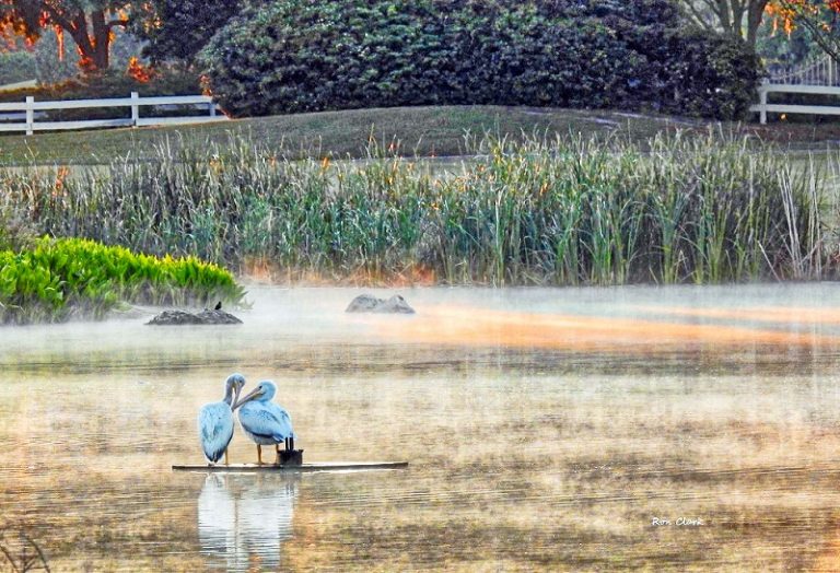 White Pelicans At Sunrise On Hawkes Bay Executive Golf Course