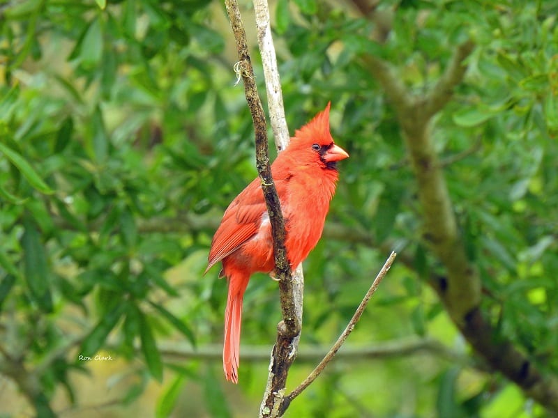 Male Cardinal Sitting On Branch