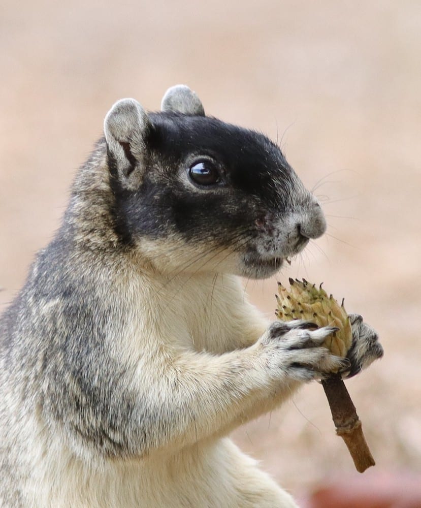 Sherman's Fox Squirrel At Hogeye Pathway