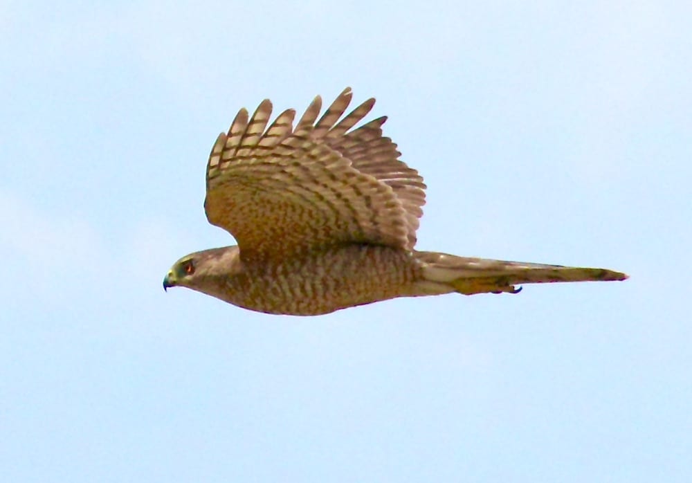 Hawk In Flight Around Village Of Collier - Villages-News.com