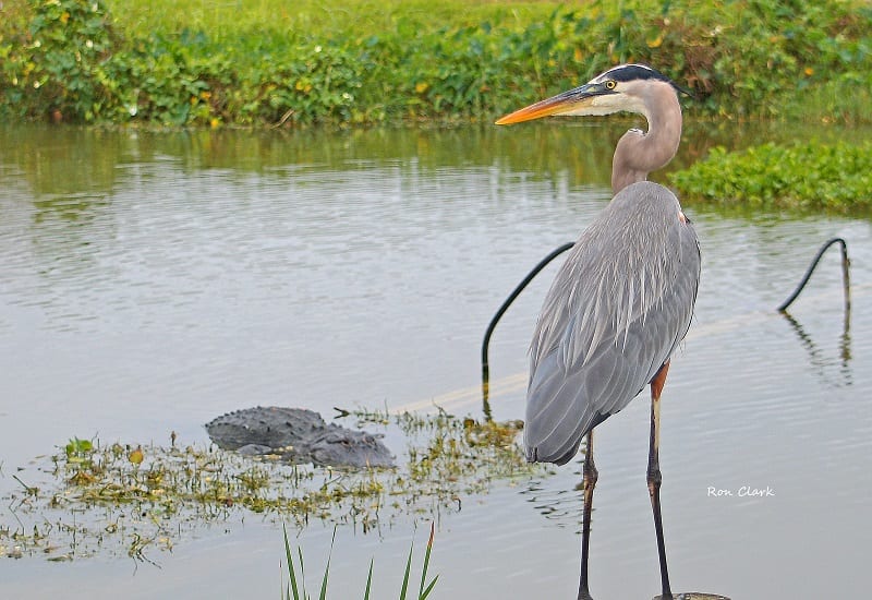 Alligator And Great Blue Heron At Fenney Nature Trail