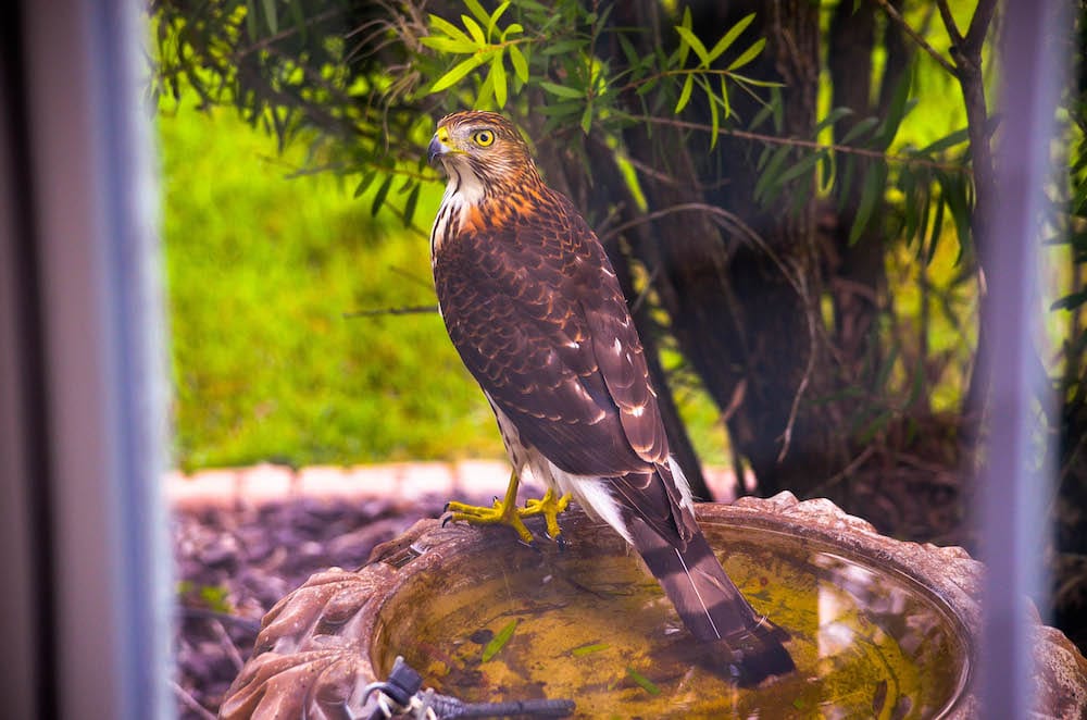 Red Shouldered Hawk On A Bird Bath In The Village Of Hillsborough Villages News Com