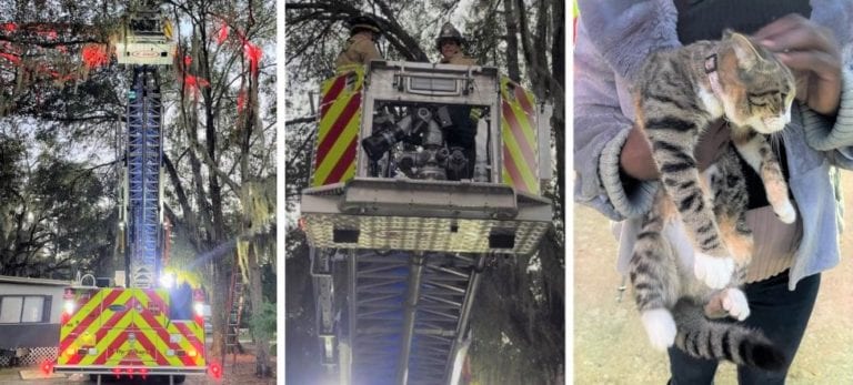 Villages firefighters lauded for volunteering to save cat stuck in tree in Wildwood