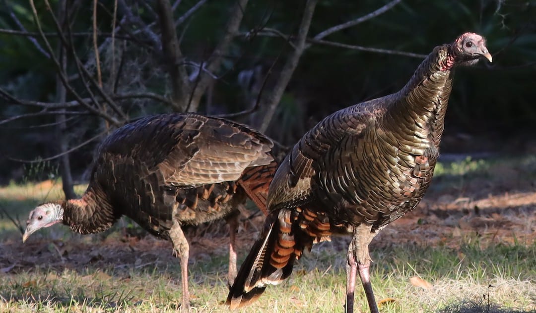 Wild Turkeys Near Fenney Nature Trail