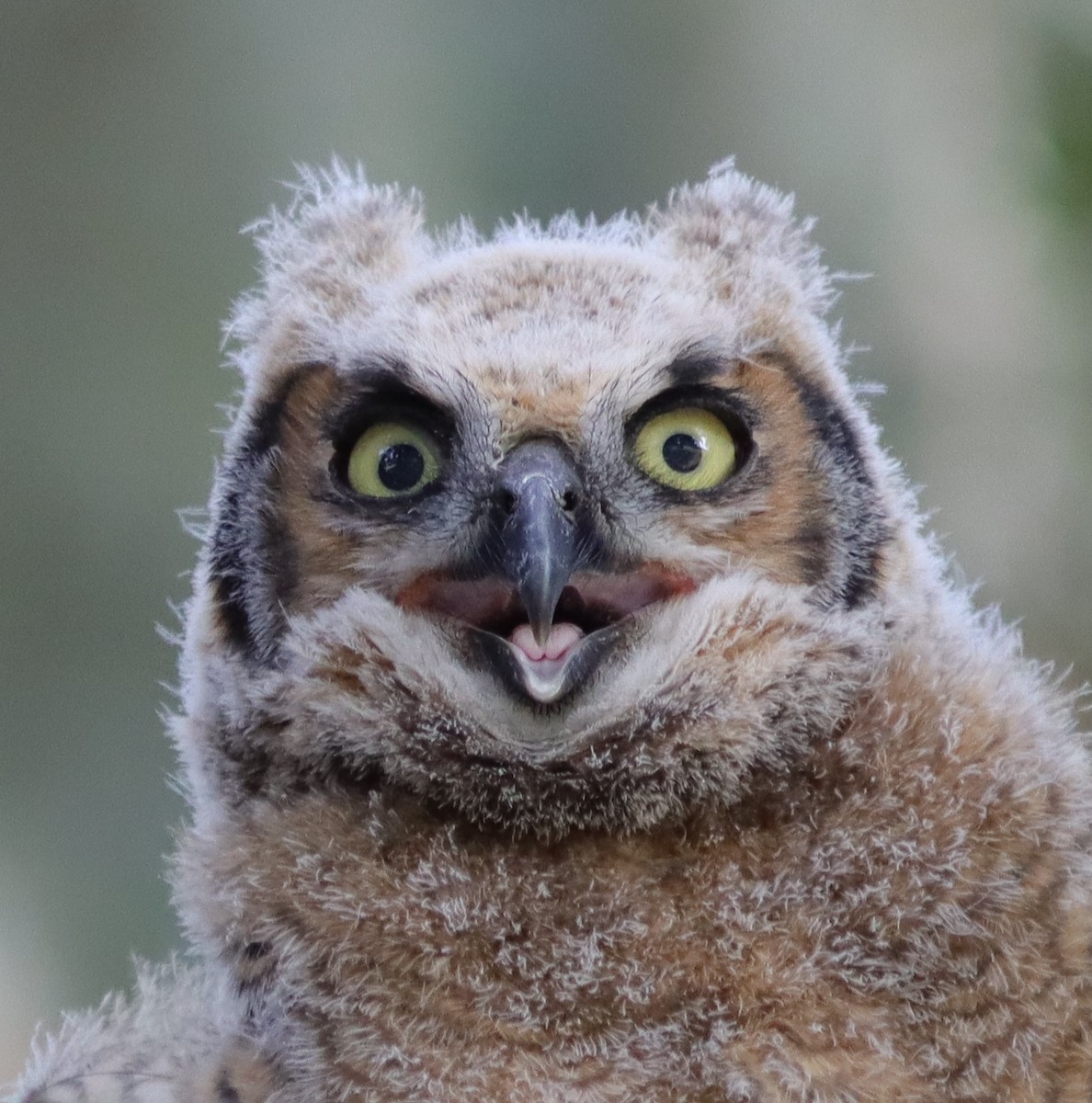 Baby Great Horned Owl In Nest Beside Lake Miona Recreation Center ...