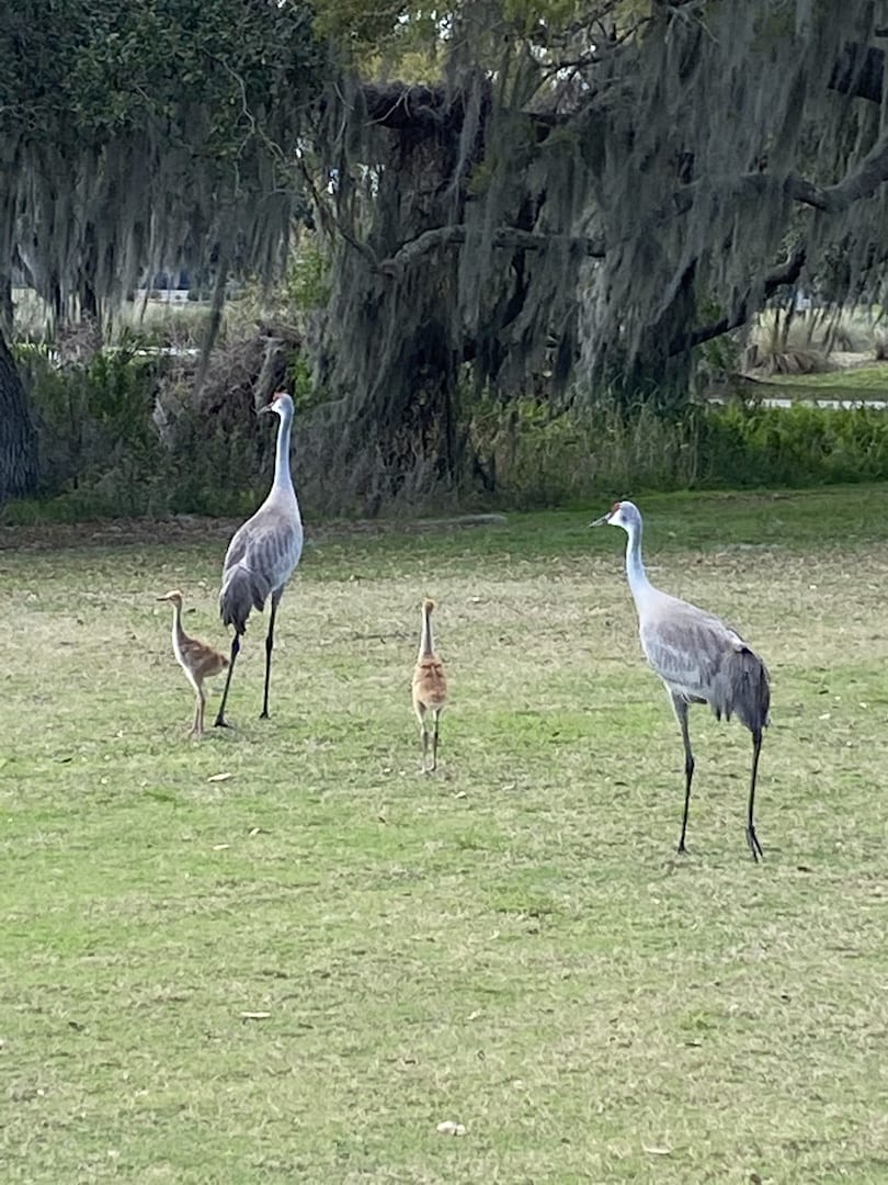 Sandhill Cranes On Sweetgum Executive Golf Course