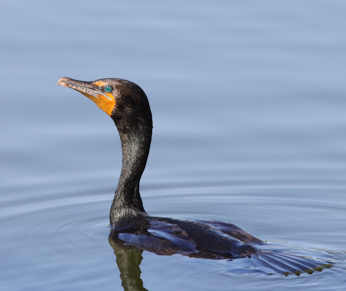 Beautiful Double-crested Cormorant On Pond In The Village Of Bradford 