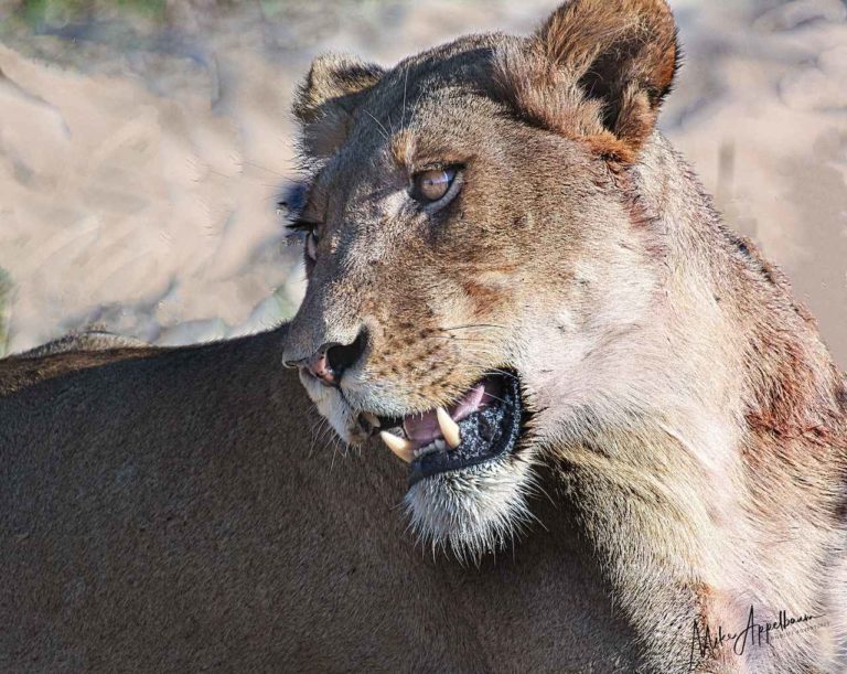 A lioness shows her formidable teeth in a closeup by Mike Appelbaum.