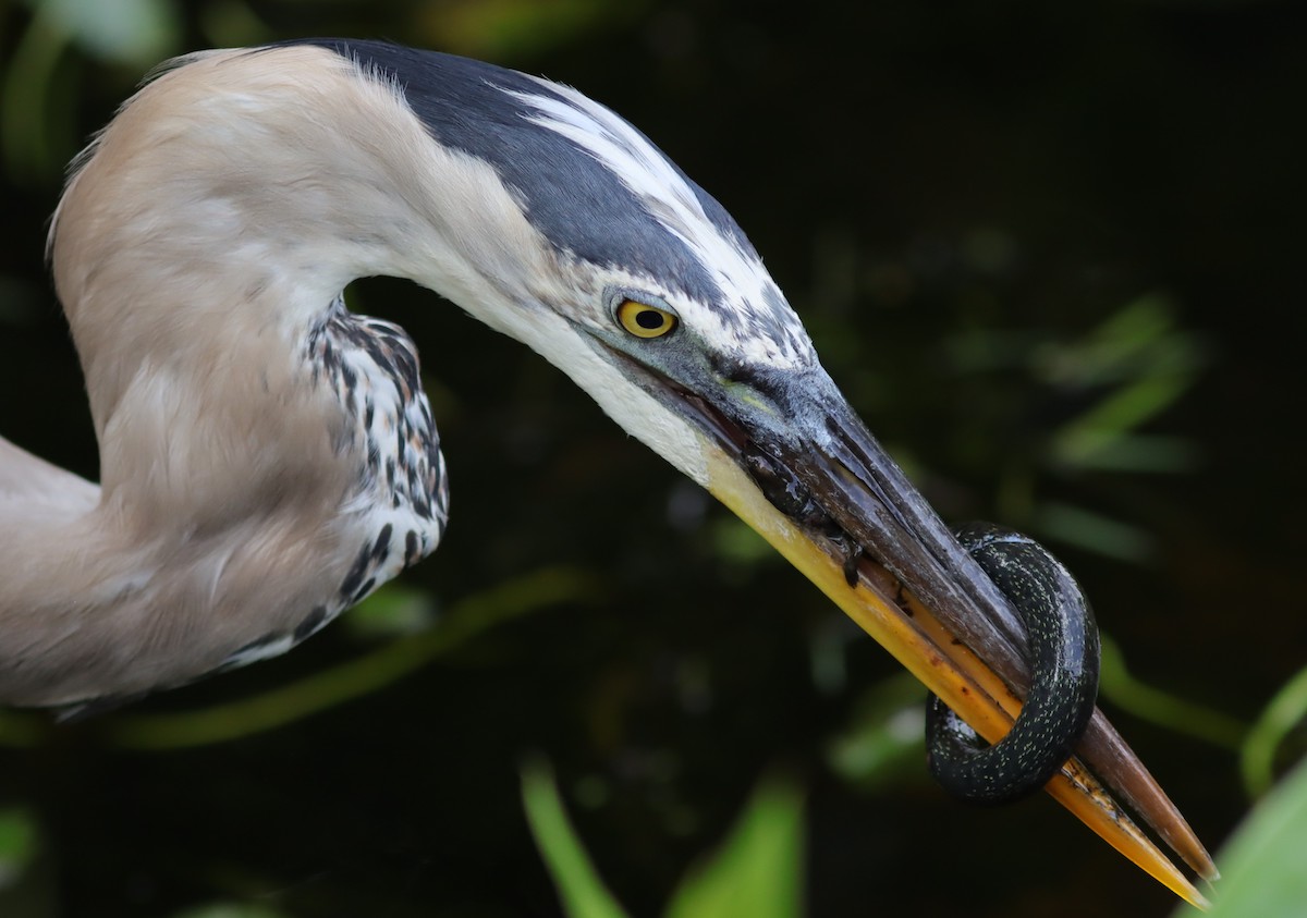 Great Blue Heron Trying To Enjoy Breakfast At Fenney Nature Trail