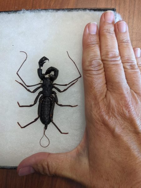 This comparison to a human hand shows the size of the whip scorpion