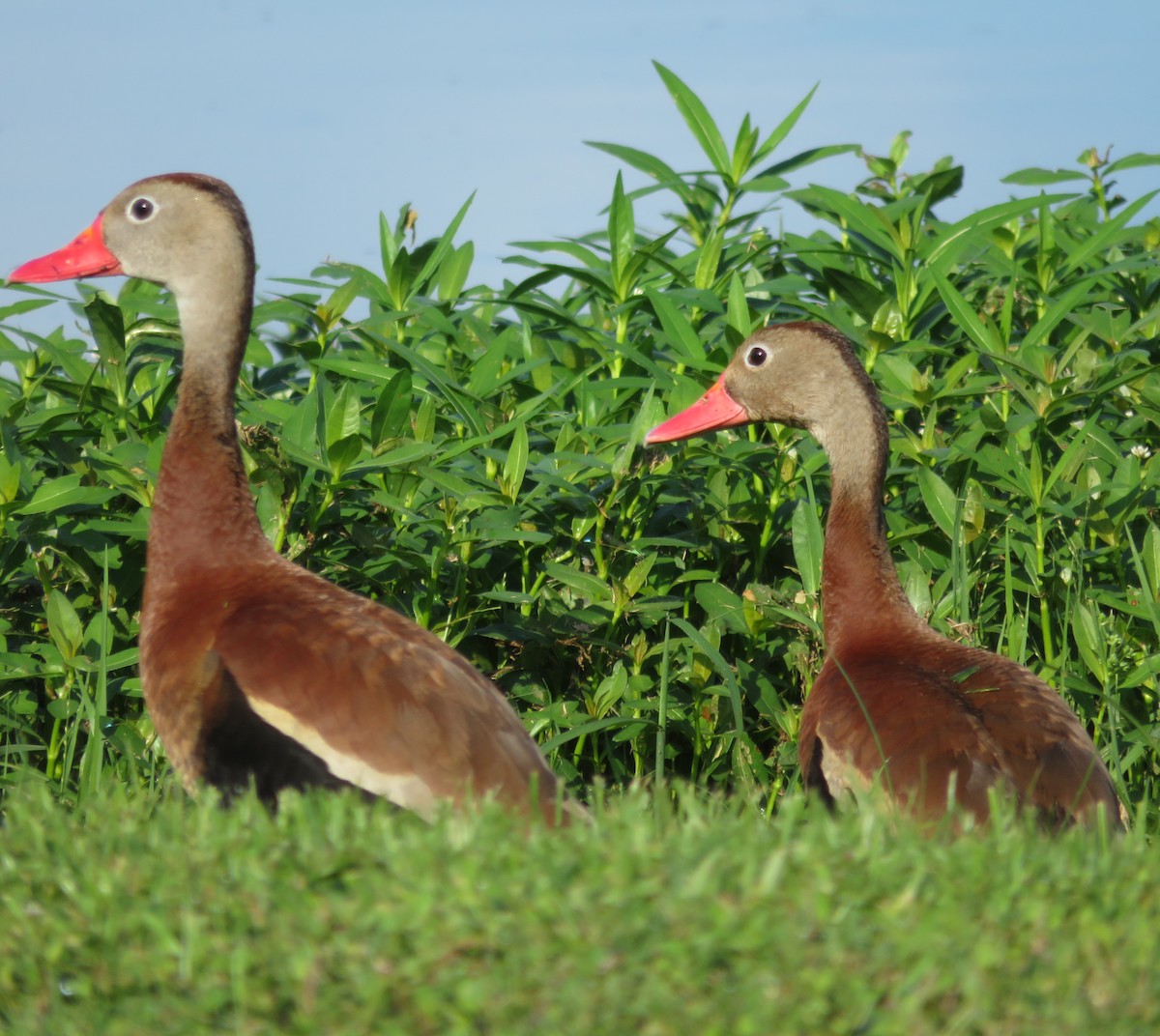 Black-Bellied Whistling Ducks In The Villages