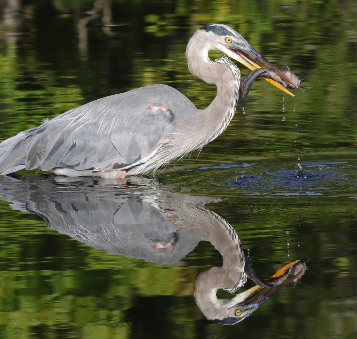Great Blue Heron Catching Breakfast At Fenney Nature Trail