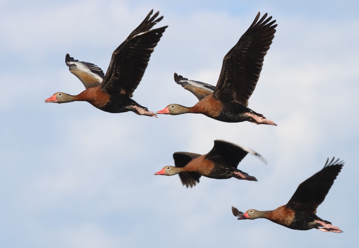 Black-Bellied Whistling Ducks Flying Over Hogeye Pathway In The Villages