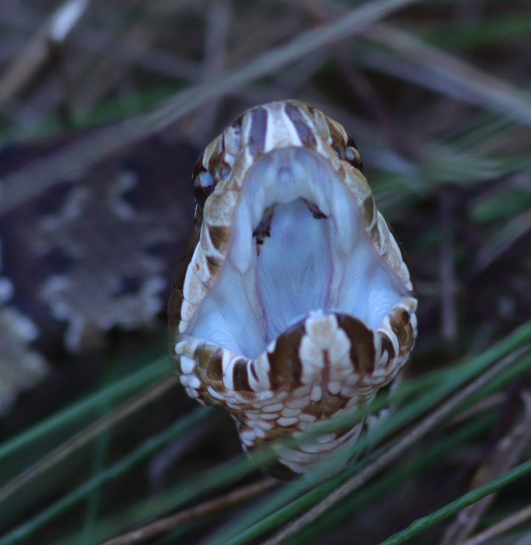 Mouth Of Cottonmouth Water Moccasin At Fenney Nature Trail - Villages ...